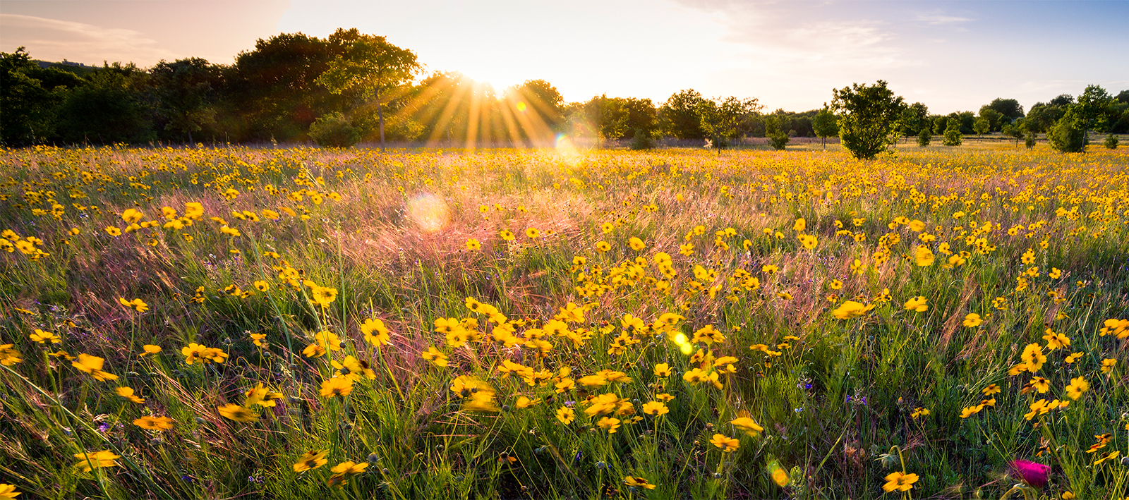 Field with flowers